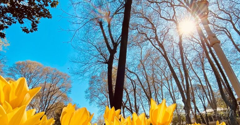 Gulhane Park Photo By Erdinc ELHAN 768x402